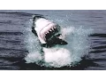 Download Lagu Great White Shark Attack And Breach | Planet Earth | BBC Earth