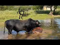 Download Lagu PITFALLS OF HAVING MASCULINE MASHONA BULLS