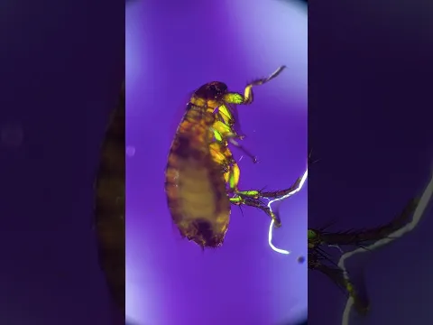 Why doesn't my PET FLEA have a pair of lungs?!