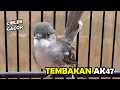 Download Lagu Masteran Ciblek Bahan Agar Ngebren | Pancingan Ciblek Ngebren Ak47
