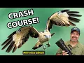 Bird in Flight Photography The Mirrorless Settings Techniques That Actually Work