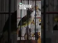 Download Lagu cucak jenggot besetan kasar #kicaumania #burung #kicaumanianusantara #birds#jenggotgacor