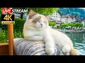 Download Lagu Ultimate Cat Chill Music 🎶 Relaxing Sounds to Calm Your Anxious Cat, Healing Vibes - Calming Music