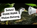 Download Lagu SUARA RUAK 2024. PANGGIL RUAK RAWA yang susah keluar, pikat kurwok