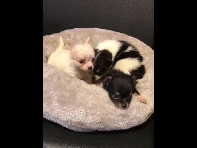 動画