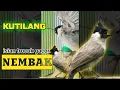 Download Lagu SUARA BURUNG KUTILANG GACOR FULL ISIAN NEMBAK TRUCUKAN