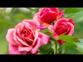 Download Lagu Послушайте   Безумно Вдохновляющая и Бесконечно Красивая Музыка для души! Сергей Грищук