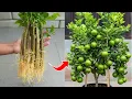 Download Lagu 🌿Simple Trick to Grow Lemon Trees from Cuttings FAST and EASY
