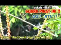 Download Lagu SUARA PIKAT Prenjak Kepala Merah Paling Jitu Sepanjang Masa