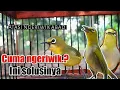 Download Lagu merawat pleci ngeriwik supaya buka paruh