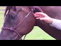 Choosing a rope halter