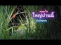 Download Lagu นี่มันกบอะไร ทำไมใหญ่ขนาดนี้ ใส่เบ็ดกบครั้งเเรกของปี บังเอิญเจอกบยักษ์ ใหญ่สุดๆ / บ้านนอก EP.928