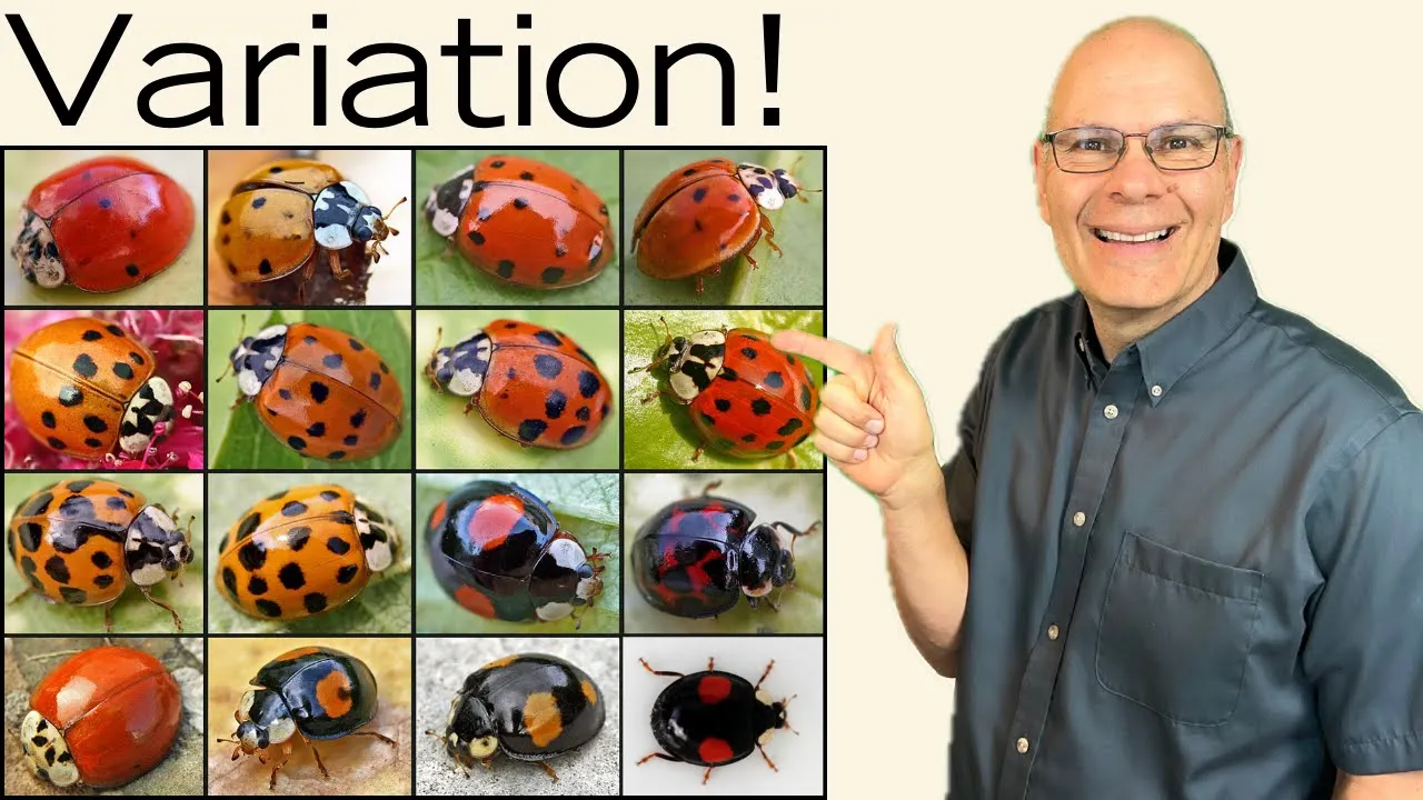 Essential facts about VARIATION for AP Bio to help you succeed!