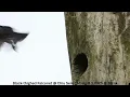 Download Lagu Black-thighed Falconet @ Chiu S C DSCN6408