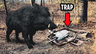 Download I Caught A Big Wild Boar In A Trap. Getting Him Out Was Crazy! MP3