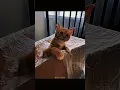 Download Lagu A Cat That Mimics Voices?! 😳 You Won’t Believe It Until You Hear It Yourself...