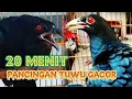Download Lagu Burung Tuwu Jantan Gacor || Cocok Untuk Pancingan Suara Tuwu Muda Hutan