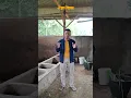 minus dari kandang sapi dan kandang kambing yang berdekatan