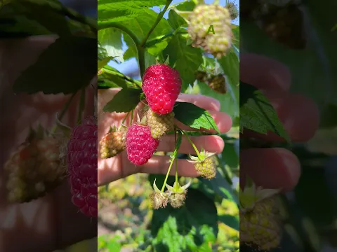 Малина, которую жалко есть 🍓 #fruit #satisfying #garden