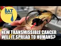 New Transmissible Cancer - Will It Spread to Humans The Bat Signal