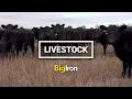 BigIron Equipment Real Estate Livestock Collector Cars