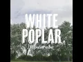 Tree Tuesday - White Poplar