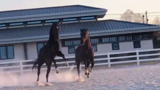 Best Wild Horses Mare Compilation of some Wild Horse Fights Video #3198