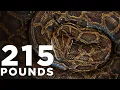 Most massive Burmese python ever caught in Florida - Press conference