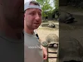 Download Lagu What sound do tortoises make?