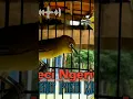PUTAR 3 MENIT‼️Terapi Pleci Ombyokan Agar Cepat Ngeriwik (Buka Paruh) #shorts