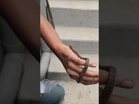 इतना सा है साँप लेकिन छलांग लगा के आ रहा था काटने 😱🐍