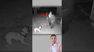 الهواء صار ثقيلا والعين تلمح ما لا يفترض أن ي رى والشبح يمد ذراعيه نحو الكلب المسكين اكسبلور 