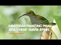 Download Lagu Pijantung pisang masteran burung kicau jeda 1 menit agar burung ga bosan