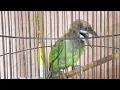 Download Lagu Suara burung takur betutut