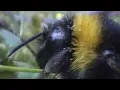 Clever Queen Bumble Bees Sir David Attenborough s Life in the Undergrowth BBC Studios