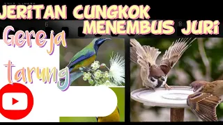 Download masteran murai jeritan cucak cungkok vs burung gereja MP3