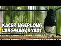 Lagu kacer NGEPLONG tarung ini paling AMPUH buat PANCINGAN KACER agar EMOSI