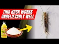 Download Lagu How to Eliminate Silverfish from Your Home Quickly 🐛