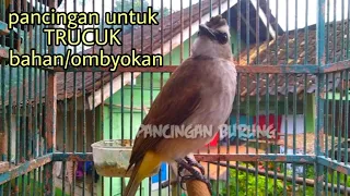 Download Trucuk bahan ombyokan akan cepat bunyi dengan suara pancingan trucukan ini MP3