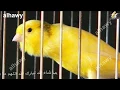 Download Lagu طائر الكناري يغرد بصوت حامي أقوي من الهيجان