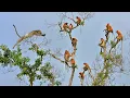 Download Lagu MELUNCUR DARI PUNCAK POHON, 11 Aksi Berburu Paling G1LA Macan Tutul Terekam Kamera Di Alam Liar