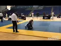 Lagu Highlights Paulo Oliveira Monteiro bjj 🇧🇷