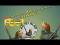 Download Lagu suara pikat prenjak kepala merah MP3 💯%ampuh#suarapikatburungkecilantizonk #pikatanburung
