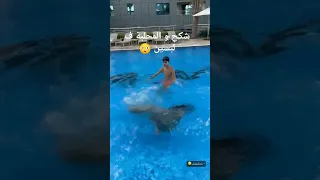 الشكح المحلبة 