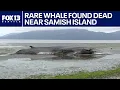 Rare fin whale grounds in shallow Skagit Valley tidal flats FOX 13 Seattle