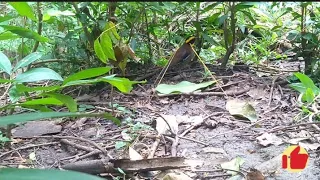 begini jadinya klo blm tau cara mikatnya burung paok suaraburung pikatburung suaraocehanburung