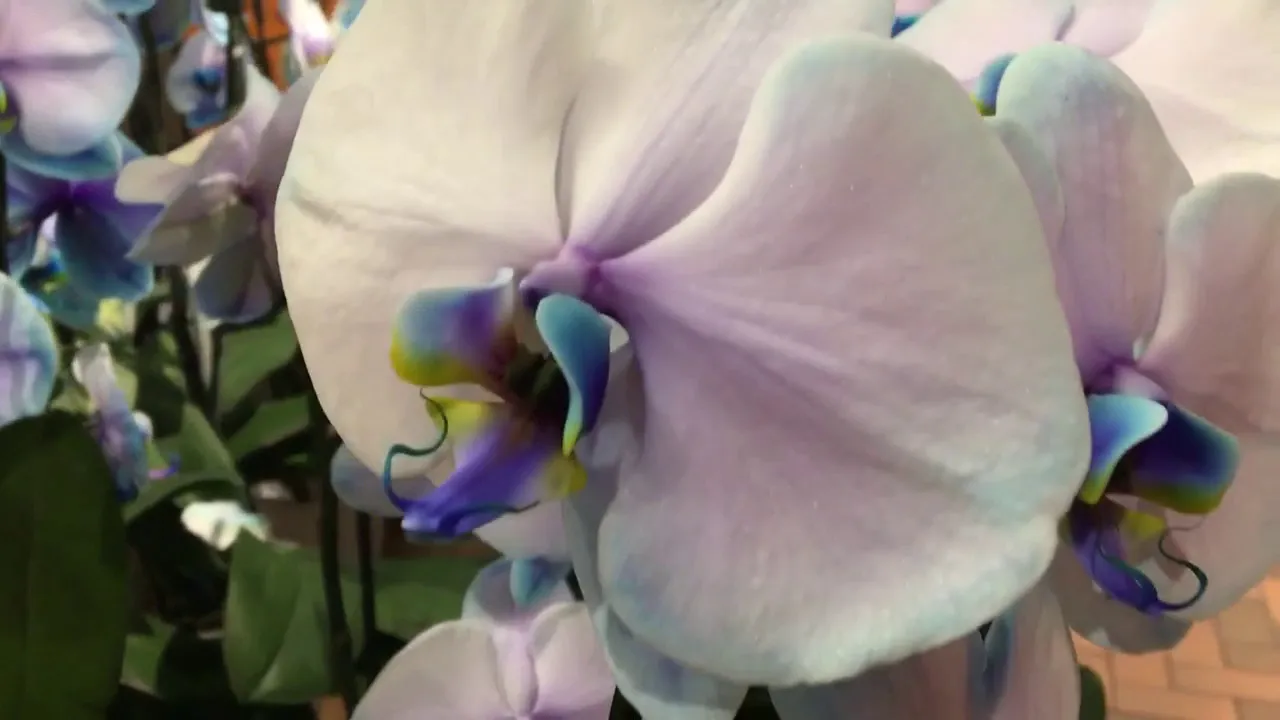 BEAUTIFUL BLUE AND PERIWINKLE COLOR EXOTIC ORCHIDS