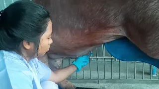 semen collection processing