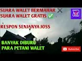 SUARA PANGGIL WALET BIKIN WALET JINAK DILMB || SEPAKET KITA BAGIKAN GRATIS