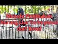 Download Lagu Penjinakan Burung Liar | Metode Penjinakan Burung Srigunting Krantil